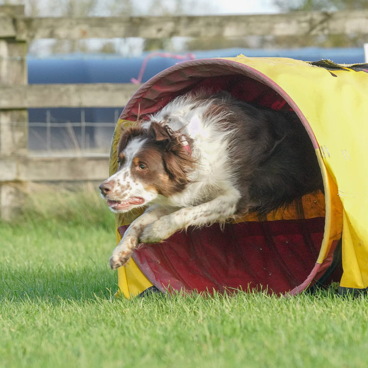 Agility tunnel sparrow