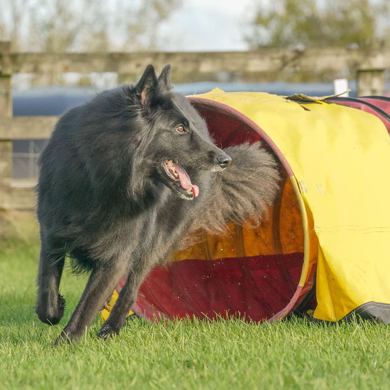 Agility tunnel martha1