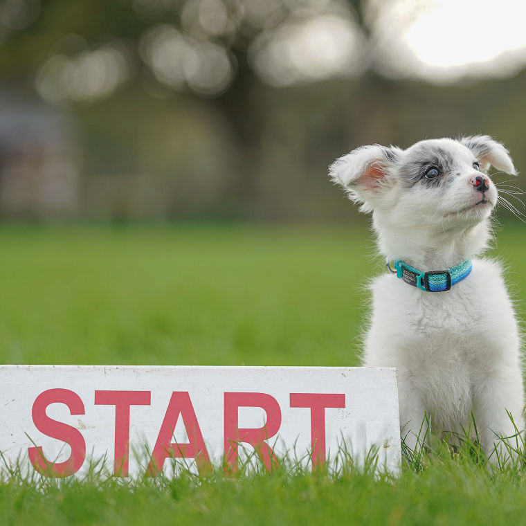 Puppy 5 week course