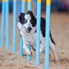 Unleashing the Benefits of Dog Agility: Why It’s More Than Just Fun!